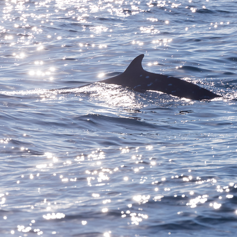銚子で沖合クジラウォッチング