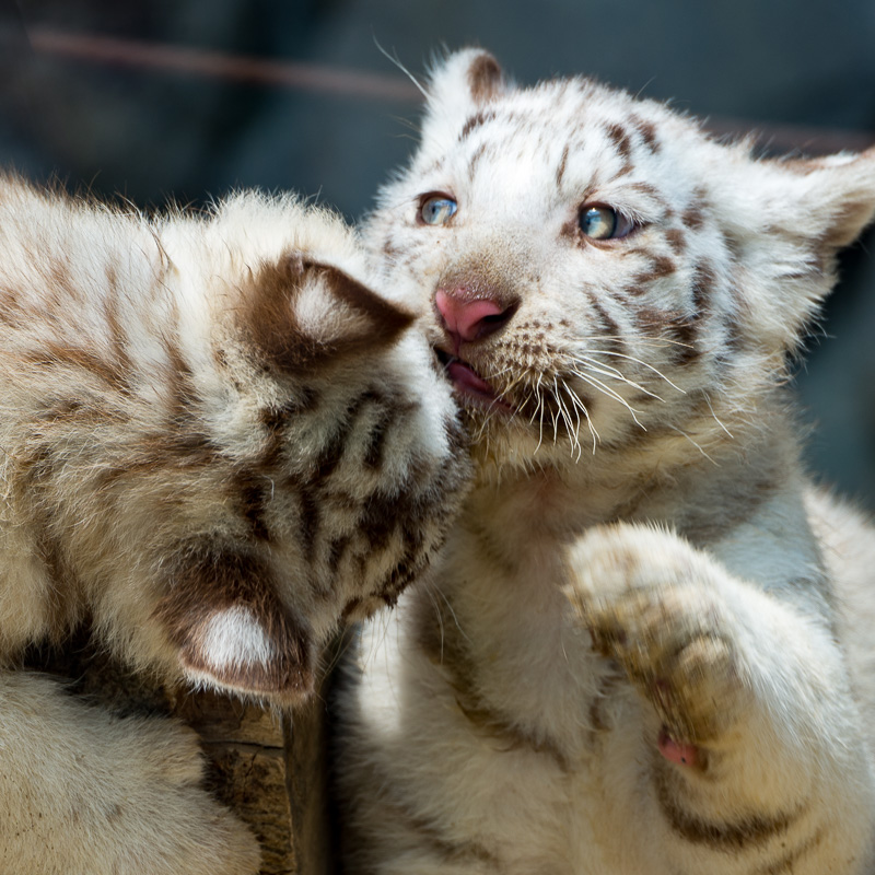東武動物公園 ホワイトタイガーの赤ちゃん